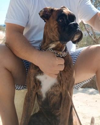 Boxer femmina