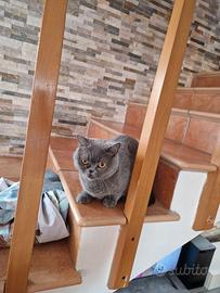 gatto scottish straight femmina