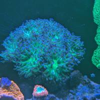 Coralli SPS e LPS disponibili