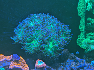 Coralli SPS e LPS disponibili