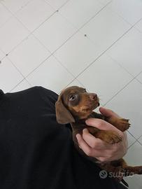 Bassotto cioccolato
