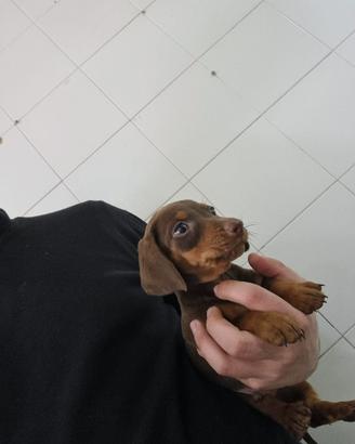 Bassotto cioccolato