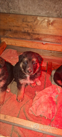 Cuccioli Pastore tedesco