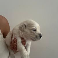 Cuccioli di Golden retriver