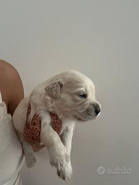 Cuccioli di Golden retriver