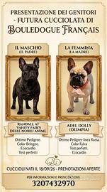 Cuccioli di Bulldog Francese