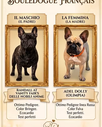 Cuccioli di Bulldog Francese