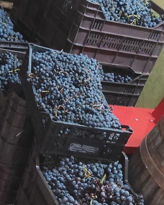VINO ARTIGIANALE FATTO NELLE COLLINE LAZIALI