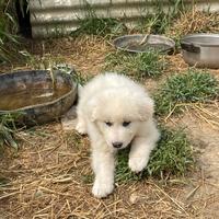 2 cuccioli di pastore maremmano