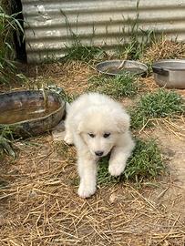 2 cuccioli di pastore maremmano