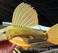 Hypostomus luteus - discus loricaridi