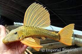 Hypostomus luteus - discus loricaridi