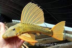 Hypostomus luteus - discus loricaridi