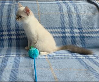 Ultimo gattino sacro di birmania con pedigree