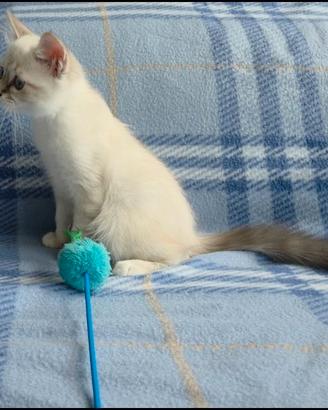 Ultimo gattino sacro di birmania con pedigree