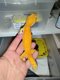 Geco mandarine tangerine