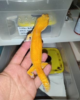 Geco mandarine tangerine