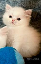 Dolce gattino persiano