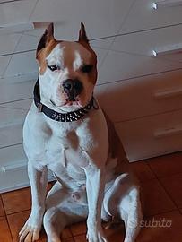 Amstaff