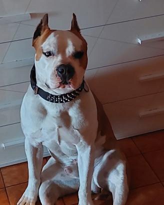Amstaff