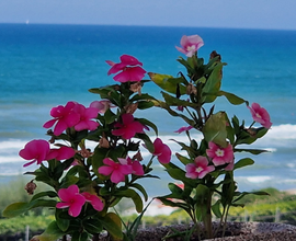 Anzio lungomare lido di Lavinio