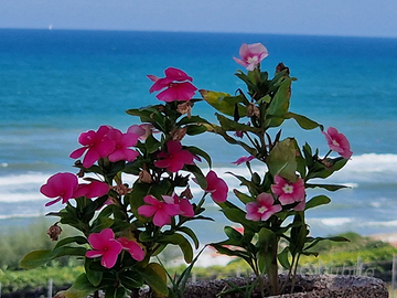 Anzio lungomare lido di Lavinio