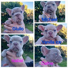 Cucciolo bulldog francese esotico