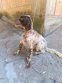 Cani da caccia