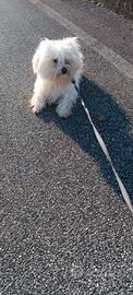 Cane maltese