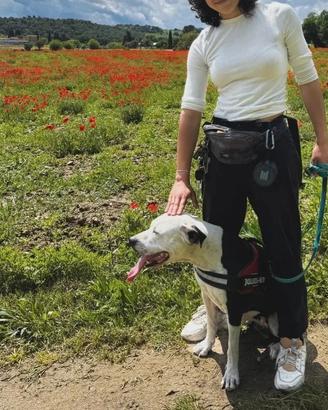 Cagnolina Amstaff 4 anni