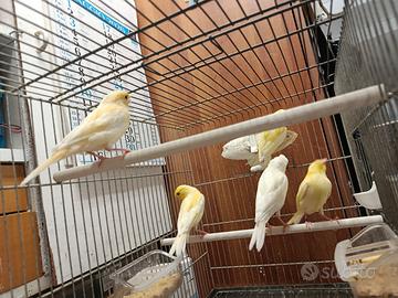 Canarini novelli giallo