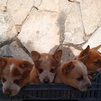 Australian cattle dog