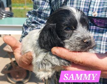 Cocker Spaniel cuccioli con pedigree