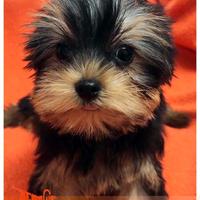 Cuccioli di YORKSHIRE TERRIER