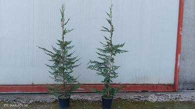 PIANTE DA SIEPE  LEYLANDII INNESTATI  alt. 170