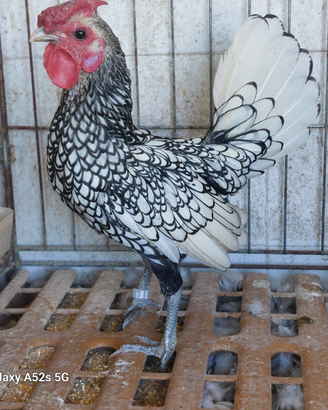 Galline sebright