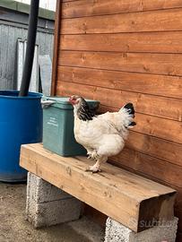 Galline Brahma Columbia