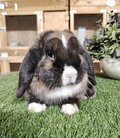 Riproduttori coniglio ariete nano