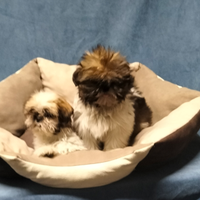 Shitzu cuccioli
