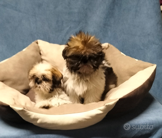 Shitzu cuccioli