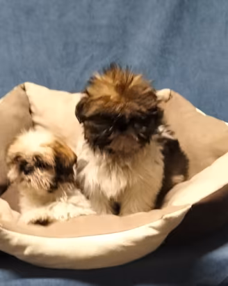 Shitzu cuccioli