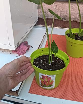 pianta a orecchie di elefante 
