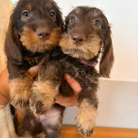 Cucciola di Bassotto Pelo duro per metà Dicembre