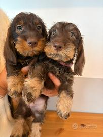 Cucciola di Bassotto Pelo duro per metà Dicembre