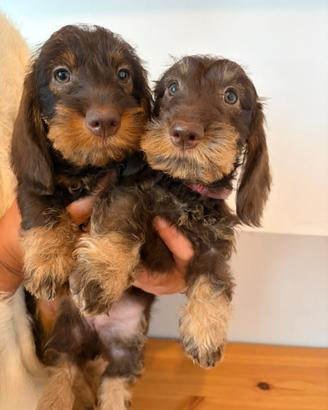 Cucciola di Bassotto Pelo duro per metà Dicembre