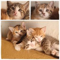 Meravigliosi gattini di 2 mesi e mezzo