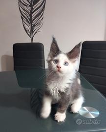 Maine Coon con occhi bllu