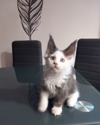 Maine Coon con occhi bllu