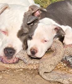 Cuccioli amstaff