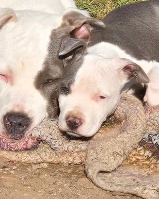 Cuccioli amstaff